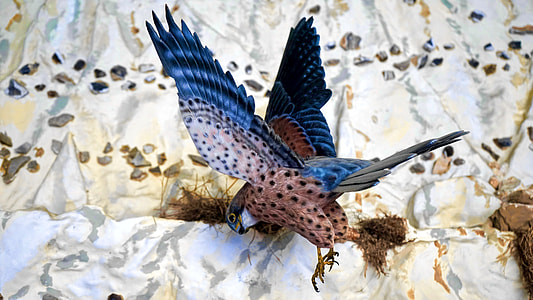 blue and brown eagle near grey wall thumbnail