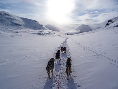 flock of dogs on white snow road thumbnail