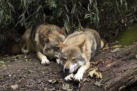 two brown wolves lying on brown thumbnail