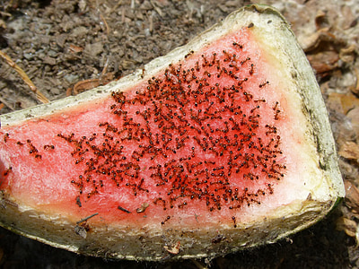 red ants on red surface thumbnail