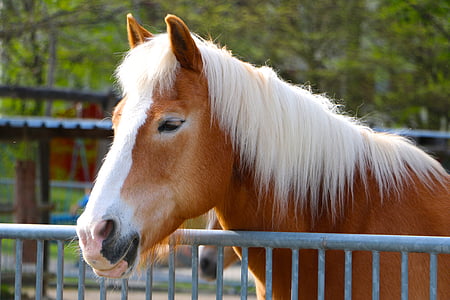 close up photography of white and brown horse thumbnail