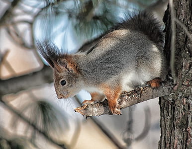squirrel on tree branch thumbnail