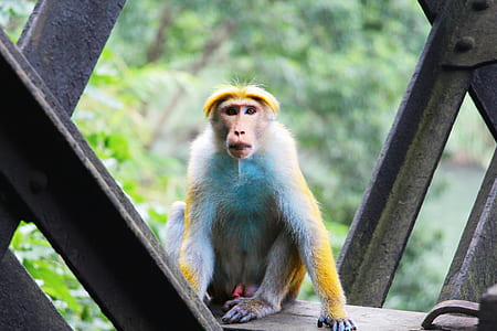 animal, cute, fur, monkey thumbnail