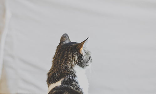 brown and white tabby cat thumbnail