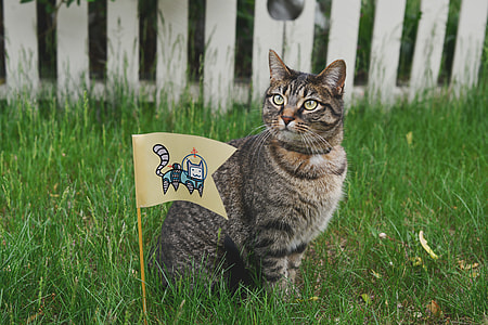 gray tabby cat near brown flag thumbnail