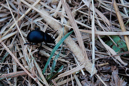 black dung beetle thumbnail