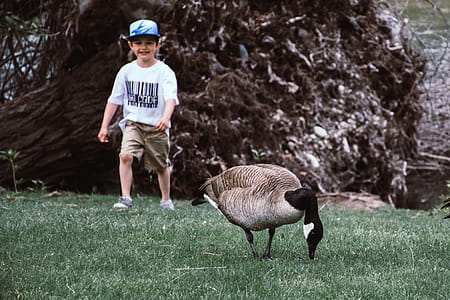 Brown And Grey Goose On Green Grass thumbnail
