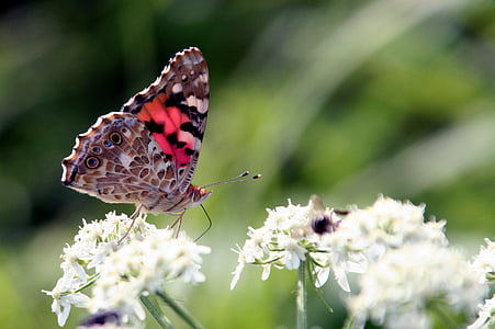 shallow focus photography of butterfly on white flower thumbnail