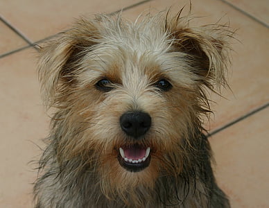adult tan and black Yorkshire terrier thumbnail