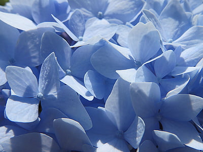 blue hydrangeas close-up photo thumbnail