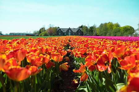 orange tulip flower field near brown house beside trees thumbnail