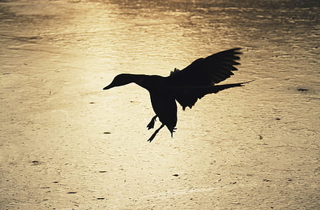 silhouette photo of flying duck thumbnail
