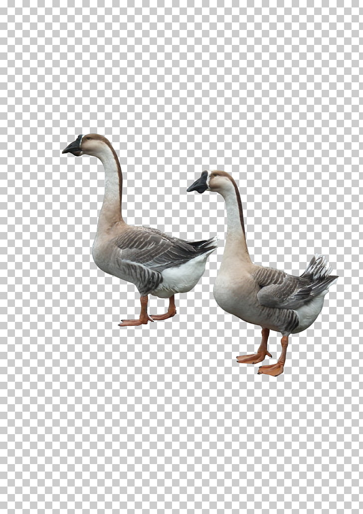 Page 32 1 866 Livestock Vector Png Cliparts For Free Download Uihere