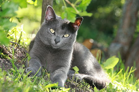 close up photo of gray cat on green grass at daytime thumbnail