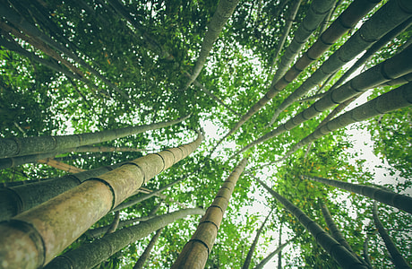 bamboo grass thumbnail