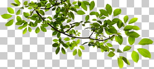 Tree Branch , Tree Branch Transparent , green tree illustration PNG clipart