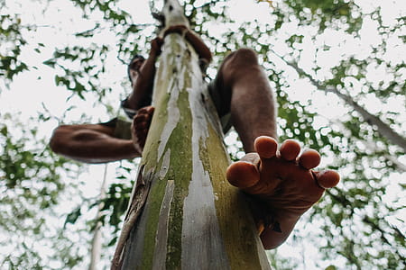 Man Climbing Tree thumbnail