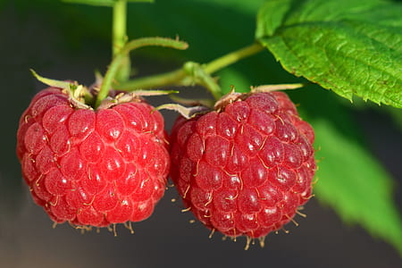 close-up photography of raspberries thumbnail