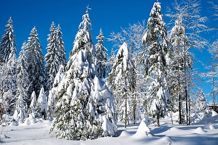 green trees covered with snowy during winter season thumbnail