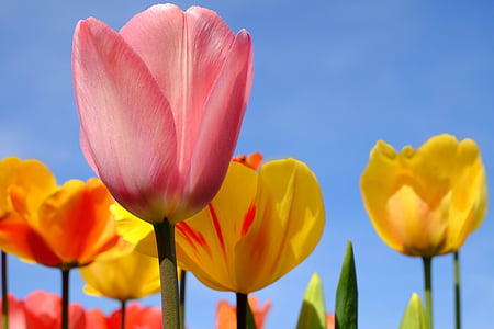 yellow and pink flowers thumbnail