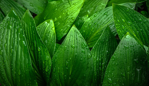 green plant leaves with water drops thumbnail