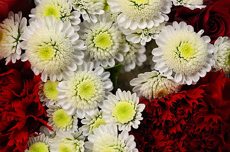 photo of white and red roses thumbnail