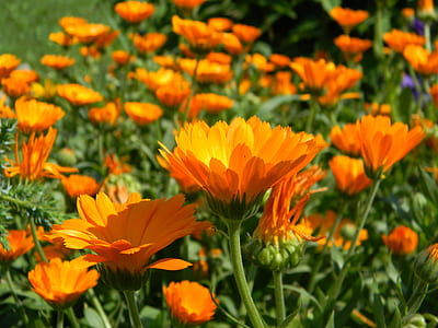 photo of orange daisy flower thumbnail