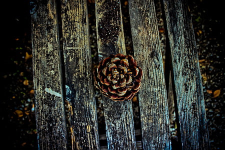 brown pine cone on gray wooden pallet in selective focus photography thumbnail