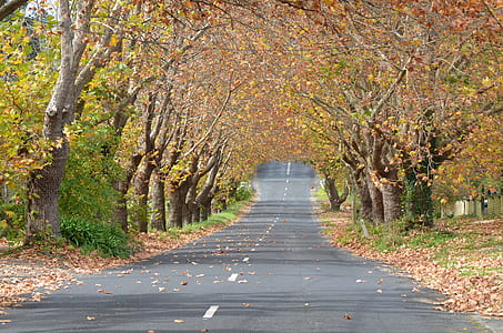 brown tall trees near gray road thumbnail