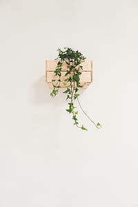 green vine plant on wall thumbnail