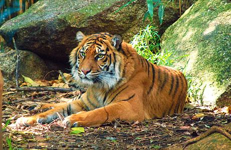 animal photography of Tiger near rock thumbnail