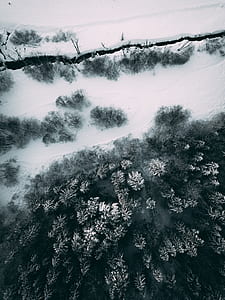 trees covered with snow thumbnail