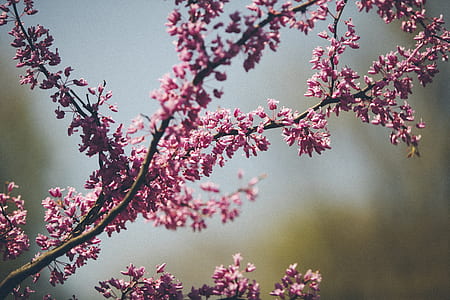 closeup photography of purple cluster flowers thumbnail