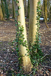 two tree trunks covered with plant thumbnail