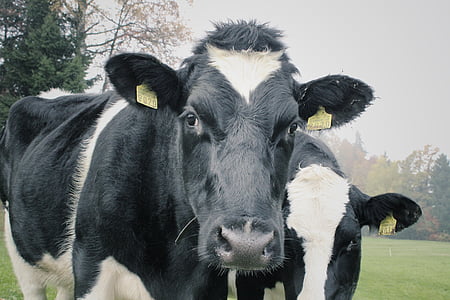 two white-and-black cows thumbnail