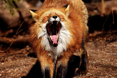 photo of brown animal during daytime thumbnail