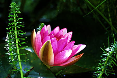 pink water lily in bloom at daytime thumbnail