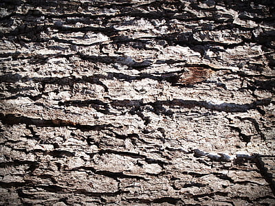 wood, dry, texture, trunk thumbnail