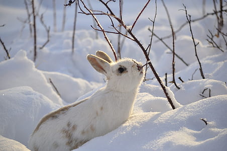 white rabbit on snow thumbnail