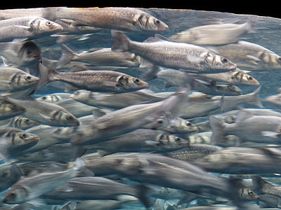 closeup of shoal of gray fish thumbnail