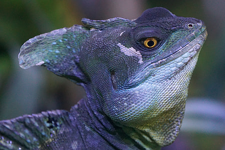 Frontal Lobe Basilisk, Iguana thumbnail