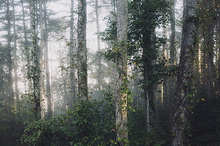 green rainforest at daytime thumbnail