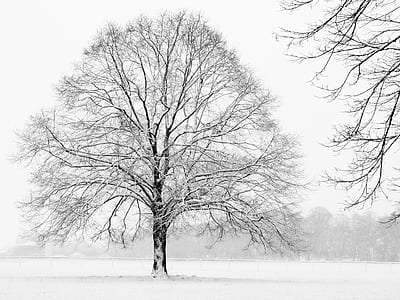 bare tree covered by snow thumbnail