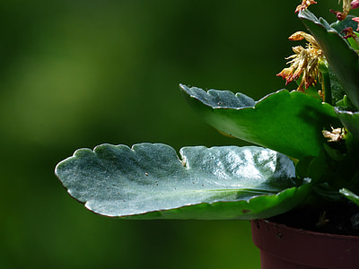 Kalanchoe Blossfeldiana, Faded thumbnail