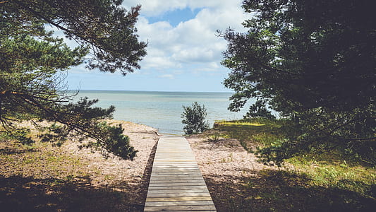 wood, light, sea, landscape thumbnail