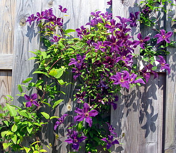 purple petaled flowers on brown wooden fence at daytime thumbnail