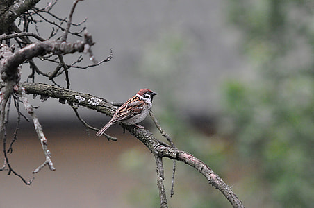shallow focus photography of brown bird thumbnail