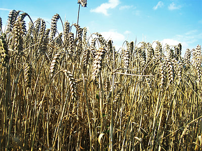 Wheat Spike, Golden Yellow Wheat Field thumbnail