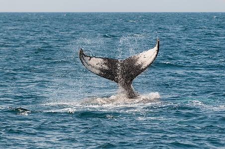whale tail above sea level thumbnail
