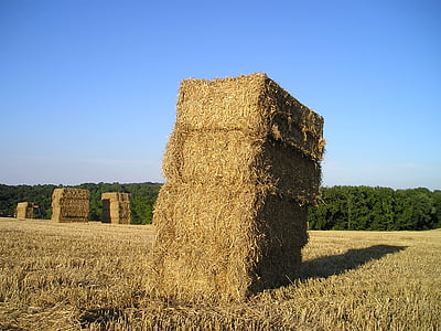 stack of brown hays under blue sky thumbnail